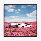 BLOOMING VELOCITY.(1)