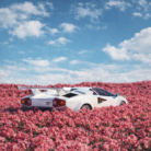 BLOOMING VELOCITY.(2)